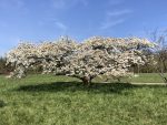 arboretum de chèvre loup (Versailles)